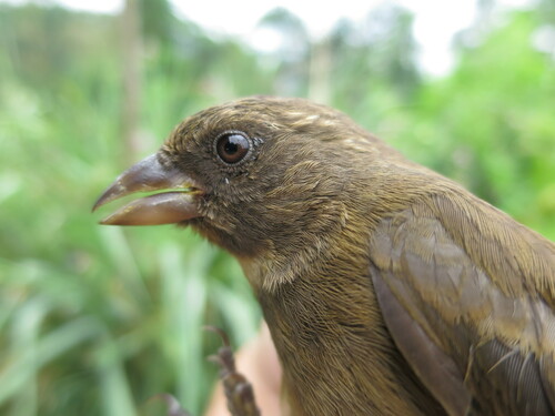 Principe Seedeater (Crithagra rufobrunnea), photo 10