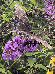 Papilio glaucus
