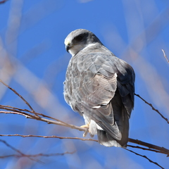 Geranoaetus polyosoma