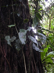 Elaphoglossum