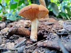 Amethystini