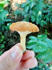 Amethystini