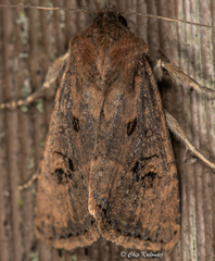Resapamea passer