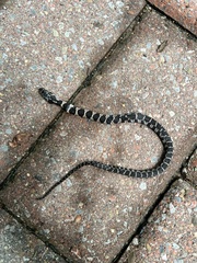 Nerodia sipedon sipedon