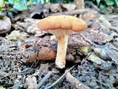Amethystini