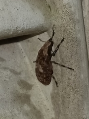 Euparius marmoreus