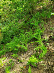 Homalosorus pycnocarpos