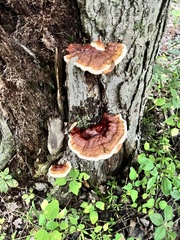 Ganoderma sessile