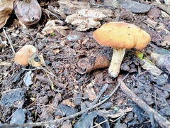 Amethystini