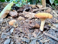 Amethystini