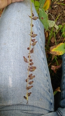 Epipactis atrorubens