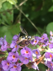 Hoplitimyia constans