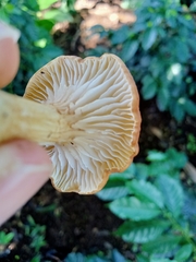 Amethystini