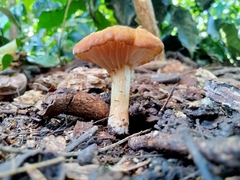 Amethystini
