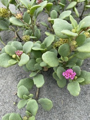 Abronia maritima