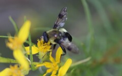 Sericomyia flagrans
