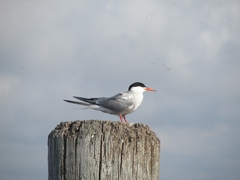 Sterna hirundo