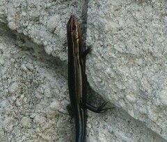 Plestiodon inexpectatus