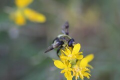 Sericomyia flagrans