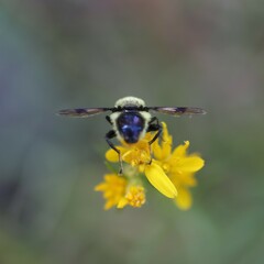 Sericomyia flagrans