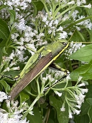 Schistocerca obscura