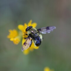 Sericomyia flagrans