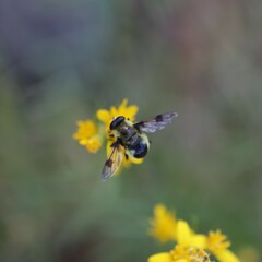 Sericomyia flagrans