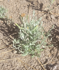 Gnaphalium uliginosum