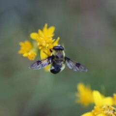 Sericomyia flagrans