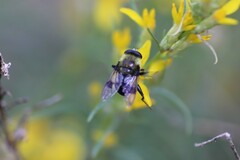 Sericomyia flagrans