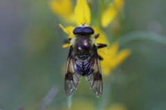 Sericomyia flagrans