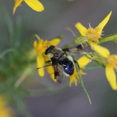 Sericomyia flagrans