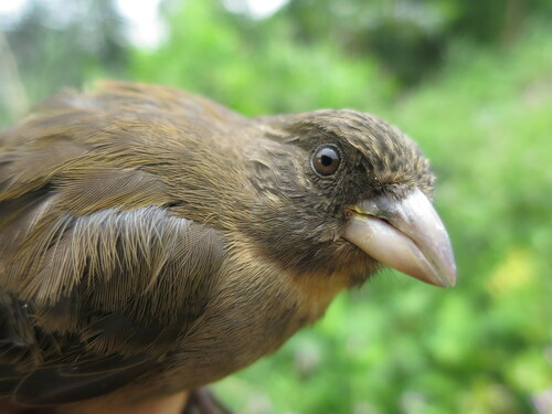 Principe Seedeater (Crithagra rufobrunnea), photo 3