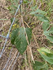 Passiflora incarnata