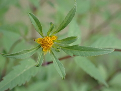 Bidens frondosa