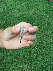 Dissosteira carolina