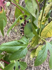 Passiflora incarnata