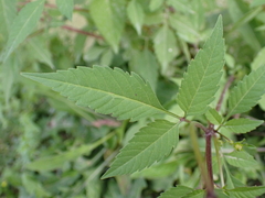 Bidens frondosa