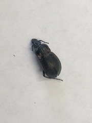 Carabus nemoralis