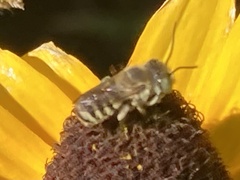 Megachile rotundata