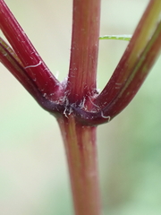 Bidens frondosa