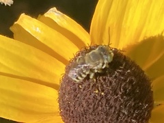 Megachile rotundata