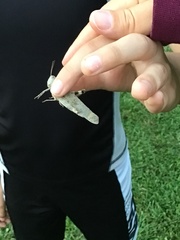 Dissosteira carolina