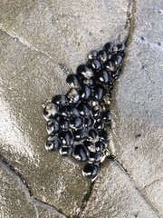 Nerita melanotragus