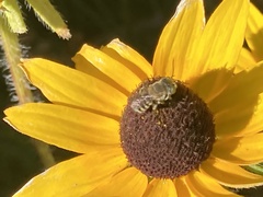 Megachile rotundata