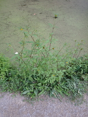 Bidens frondosa