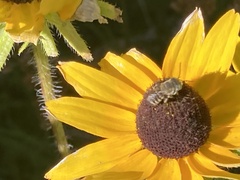 Megachile rotundata