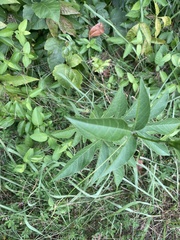 Passiflora incarnata