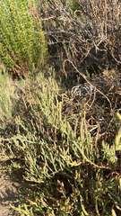 Salicornia pacifica