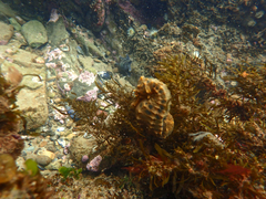 Hippocampus abdominalis